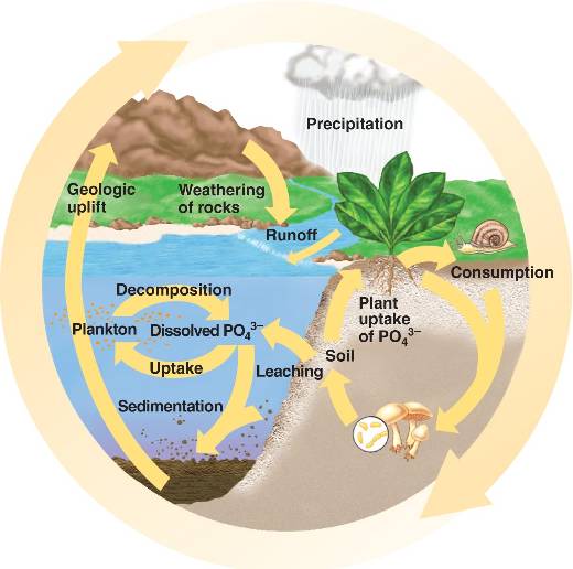 Reservoirs Sinks And Sources Phosphorus Cycle